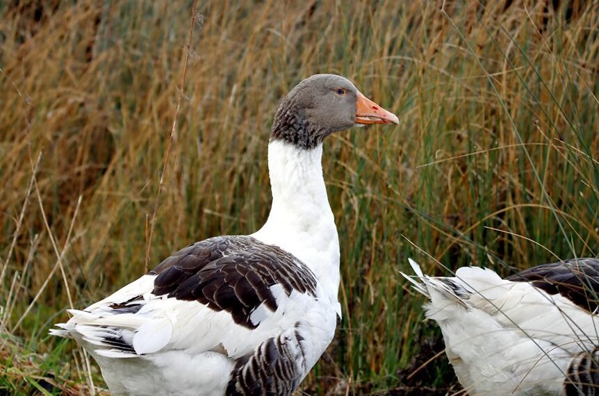 behavioral score analysis summary